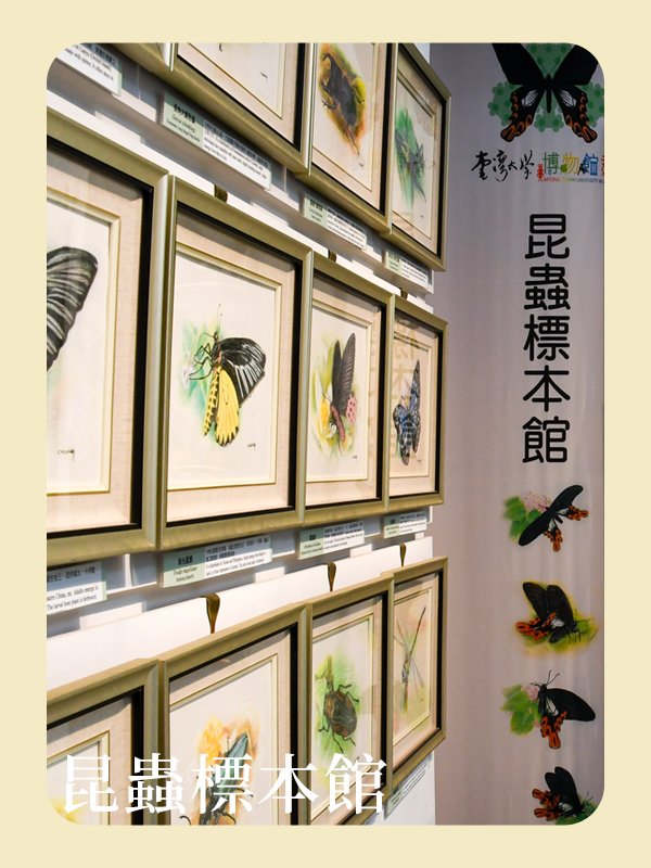 昆蟲標本館
